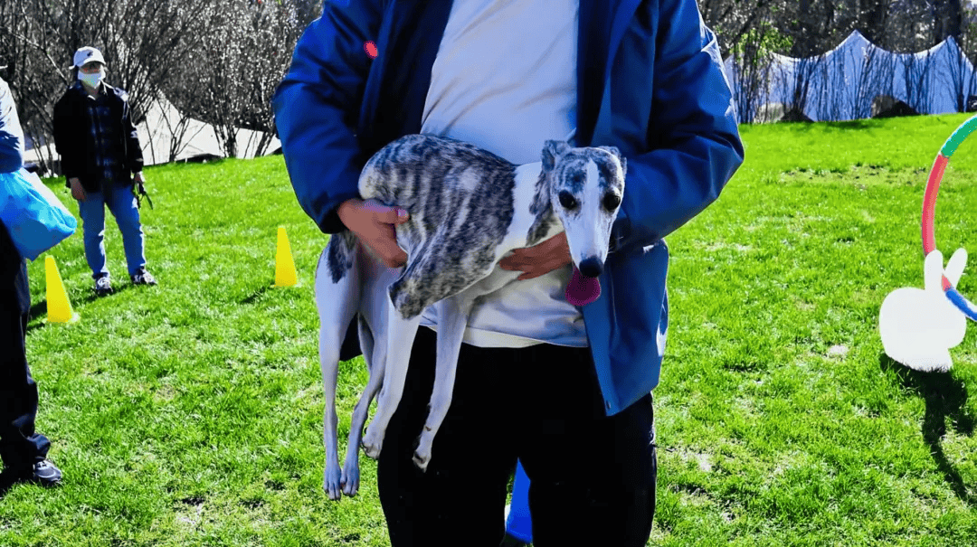 遛节来啦！带上毛孩子赴一场冬日狂欢AG真人平台玉龙湾景区忘野集萌宠遛(图4)