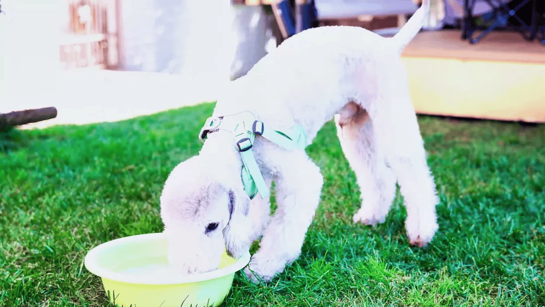 遛节来啦！带上毛孩子赴一场冬日狂欢AG真人平台玉龙湾景区忘野集萌宠遛(图5)