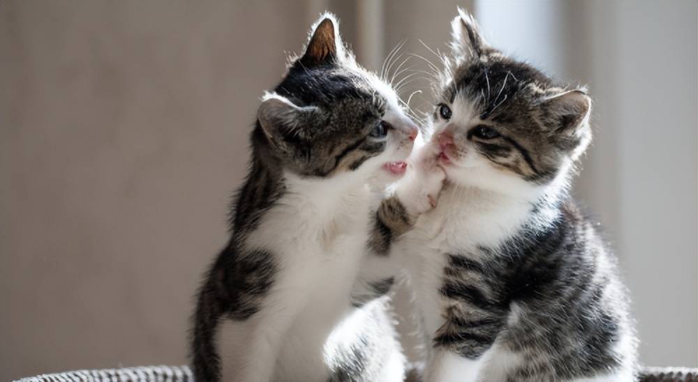 主食罐白皮书公布 朵达全系列深度拆解AG真人【行业解读】2025 中国猫(图4)