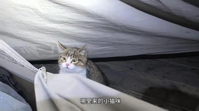 ：主人赵朔公开去世细节可能死于投毒！AG真人国际厅网红小猫“悟空”去世(图3)